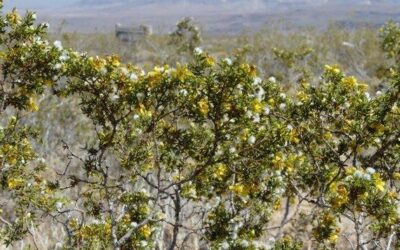 Chaparral plant benefits, medicinal uses, and side effects